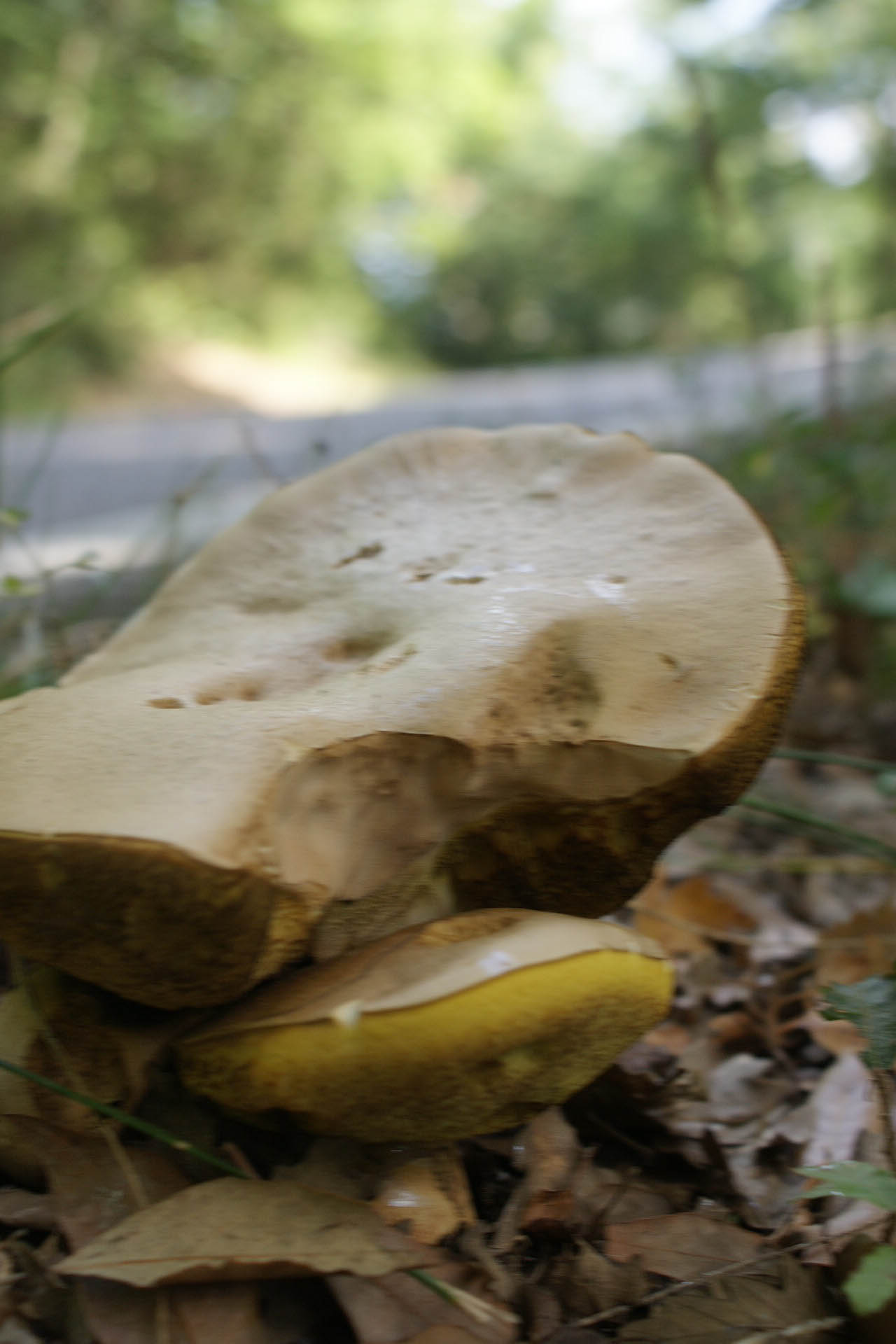 SUL MARGINE DI UNA STRADA